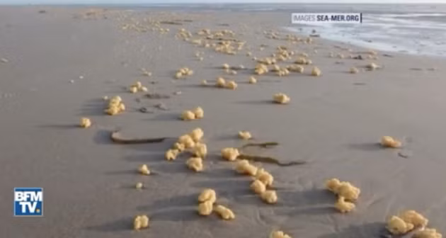 Bí ẩn hàng triệu vật thể lạ màu vàng không rõ nguồn gốc dải đầy bãi biển - Ảnh 2.