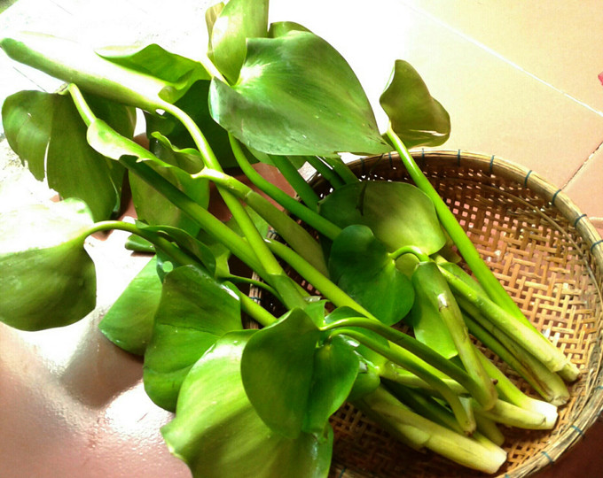 Những cọng lục bình non (ngó lục bình) được người dân sông nước chế biến thành nhiều món ăn dân dã. Những cọng lục bình non (ngó lục bình) được người dân sông nước chế biến thành nhiều món ăn dân dã.