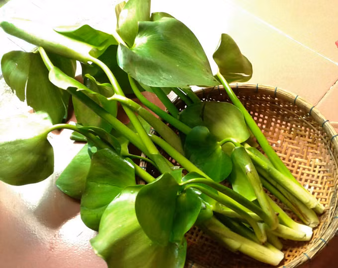 Những cọng lục bình non (ngó lục bình) được người dân sông nước chế biến thành nhiều món ăn dân dã.