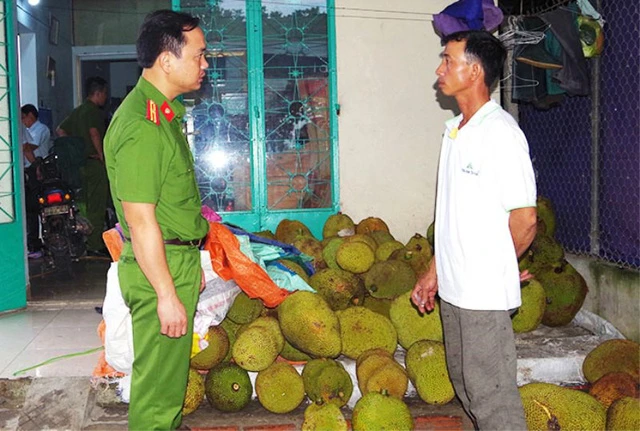 Hà Nam: Bơm hóa chất “ép” mít chín nhanh, tạo mùi thơm, vị ngọt