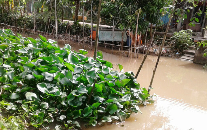 Lục bình xuất hiện dày đặc trên những con sông, kênh, rạch, ao nước phù sa. Lục bình xuất hiện dày đặc trên những con sông, kênh, rạch, ao nước phù sa.