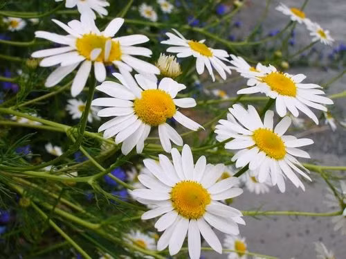 Stress,Nguyên nhân bệnh Stress,Điều trị bệnh Stress Stress,Nguyên nhân bệnh Stress,Điều trị bệnh Stress