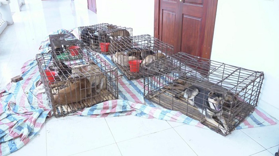 Một số chó còn sống tại cửa hàng của Hồng. Một số chó còn sống tại cửa hàng của Hồng.