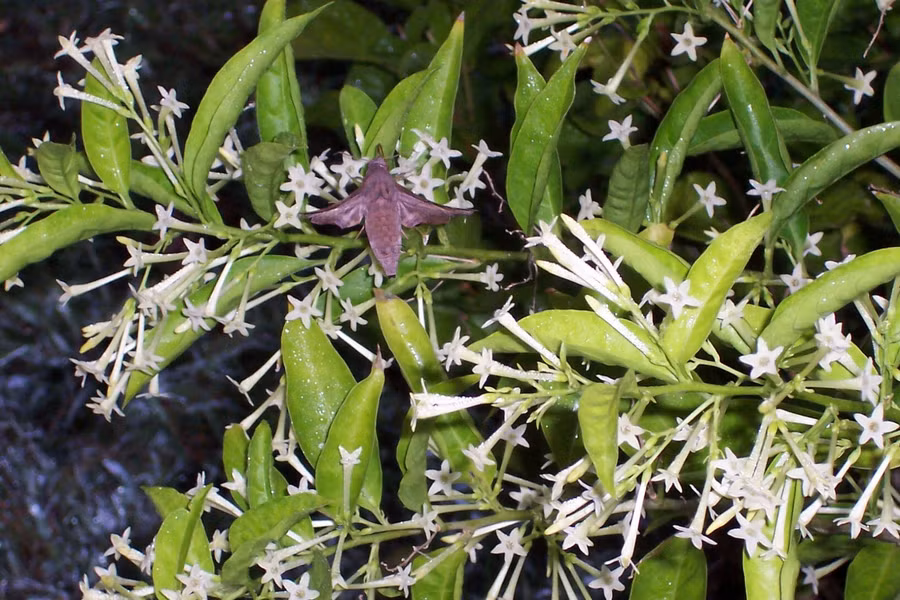 Dạ lý hương, “Quý bà Bóng đêm” của Stromboli.