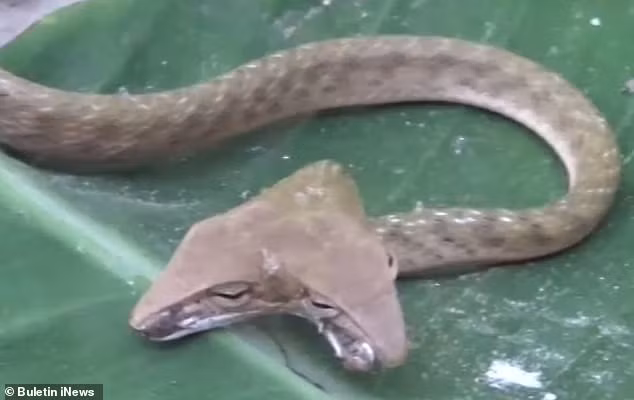 Con rắn kỳ lạ hai đầu hình tam giác.