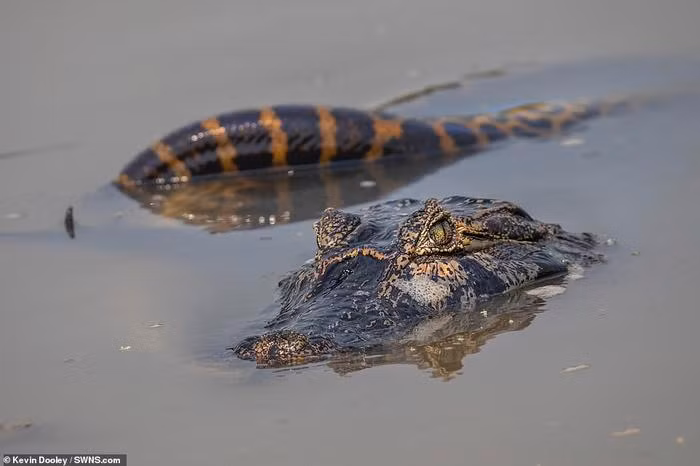 Cả trăn anacondas và cá sấu caiman đều sống ở các tuyến đường thủy ở Brazil, nơi chúng sử dụng chiến thuật săn mồi là lặn dưới nước chỉ ngoi mỗi mắt lên trên mặt nước cho đến khi con mồi lơ đễnh thì tấn công. Dù cá sấu caiman sẽ ăn hầu hết mọi thứ chúng có thể giết, nhưng trăn anacondas không phải là con mồi điển hình của chúng. Cá sấu thích ăn cá, động vật có vú và chim.