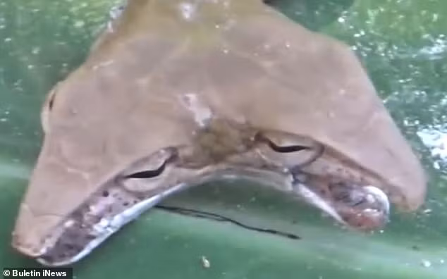 phat hien ran 2 dau hinh tam giac ngoe nguay lang thang tren duong pho indonesia hinh anh 2