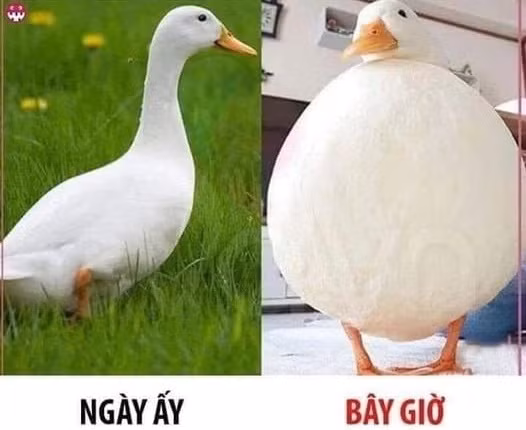 Quyết tâm giảm cân. Ảnh: MXH.