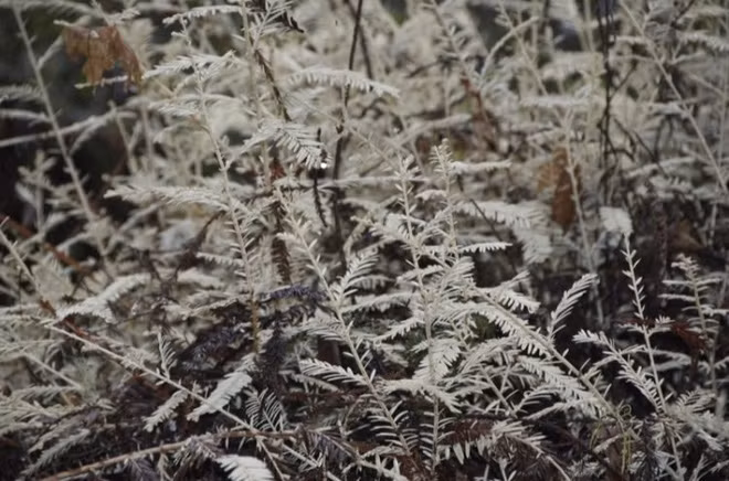 Bí ẩn loài cây ma không cần quang hợp khiến các nhà khoa học đau đầu suốt 100 năm qua - Ảnh 4.