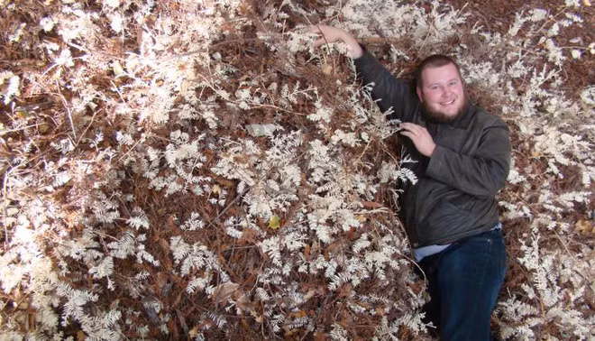 Bí ẩn loài cây ma không cần quang hợp khiến các nhà khoa học đau đầu suốt 100 năm qua - Ảnh 5.