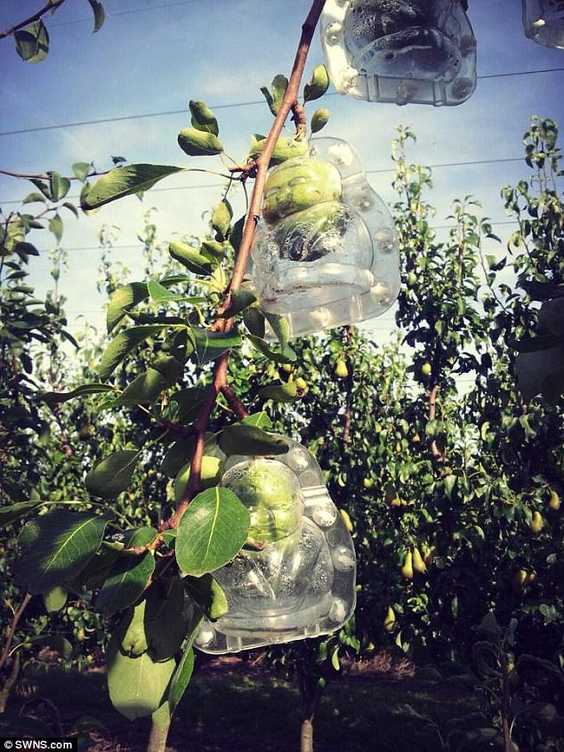 Những loại quả mang dáng hình kỳ lạ tưởng chỉ có trong cổ tích - Ảnh 10. Những loại quả mang dáng hình kỳ lạ tưởng chỉ có trong cổ tích - Ảnh 10.