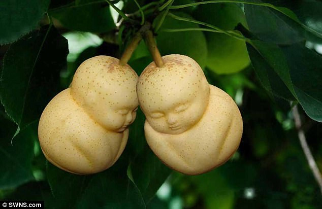 Những loại quả mang dáng hình kỳ lạ tưởng chỉ có trong cổ tích - Ảnh 11. Những loại quả mang dáng hình kỳ lạ tưởng chỉ có trong cổ tích - Ảnh 11.
