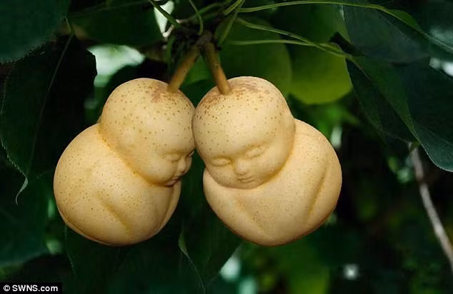 Những loại quả mang dáng hình kỳ lạ tưởng chỉ có trong cổ tích - Ảnh 11.