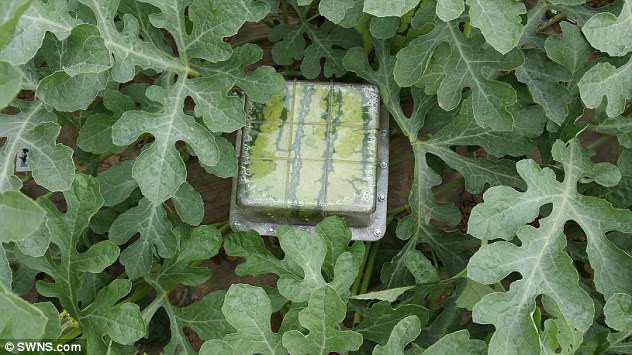 Những loại quả mang dáng hình kỳ lạ tưởng chỉ có trong cổ tích - Ảnh 7. Những loại quả mang dáng hình kỳ lạ tưởng chỉ có trong cổ tích - Ảnh 7.