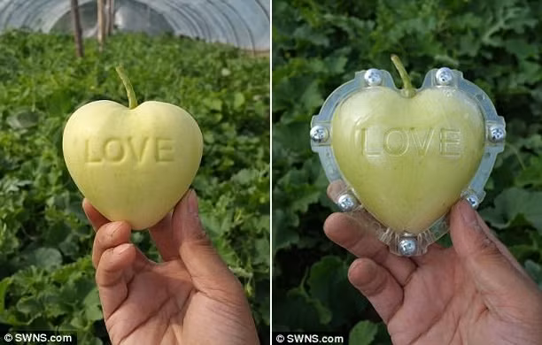 Những loại quả mang dáng hình kỳ lạ tưởng chỉ có trong cổ tích - Ảnh 9.