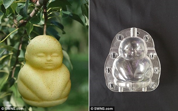 Những loại quả mang dáng hình kỳ lạ tưởng chỉ có trong cổ tích - Ảnh 2. Những loại quả mang dáng hình kỳ lạ tưởng chỉ có trong cổ tích - Ảnh 2.