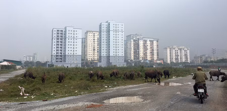 Dự án Khu đô thị Thịnh Liệt với hơn 35 ha nhìn từ bên trong thành bãi chăn thả trâu bò