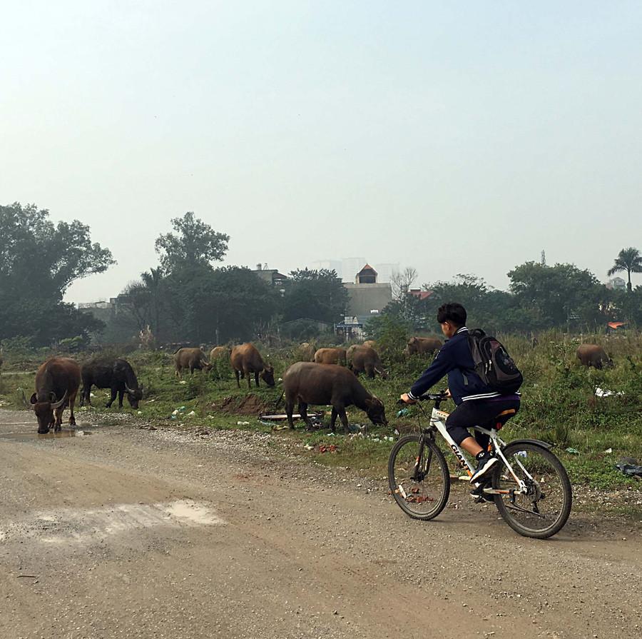 Con “đường mòn” trong đất quy hoạch Con “đường mòn” trong đất quy hoạch
