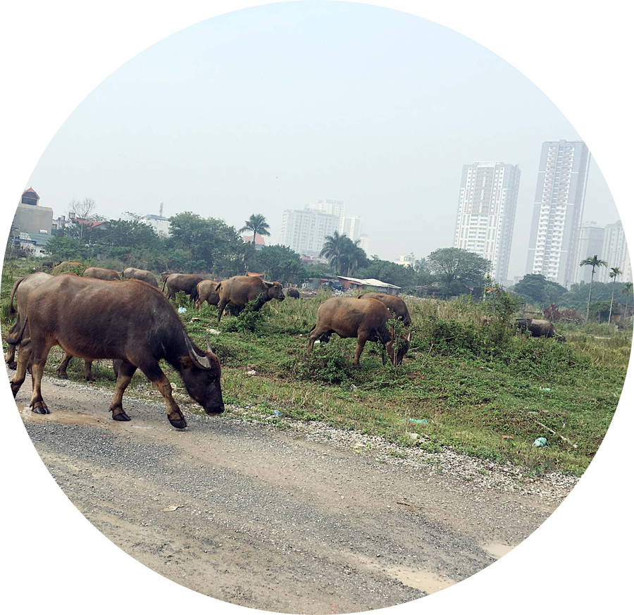 Đàn trâu vừa gặm cỏ, vừa ngắm đô thị Đàn trâu vừa gặm cỏ, vừa ngắm đô thị