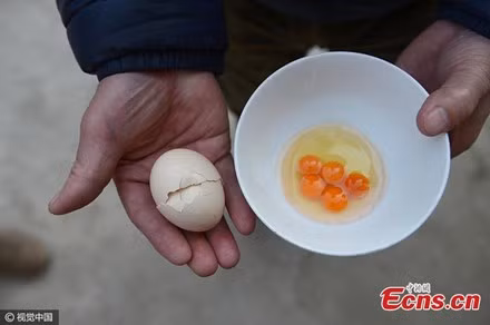 Mừng hơn trúng số vì bắt gặp trứng gà 5 lòng đỏ siêu hiếm ảnh 1