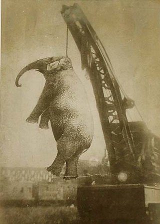 Con voi Big Mary (1894 - 13/9/1916) bị treo cổ vì tội giết người. Con voi Big Mary (1894 - 13/9/1916) bị treo cổ vì tội giết người.
