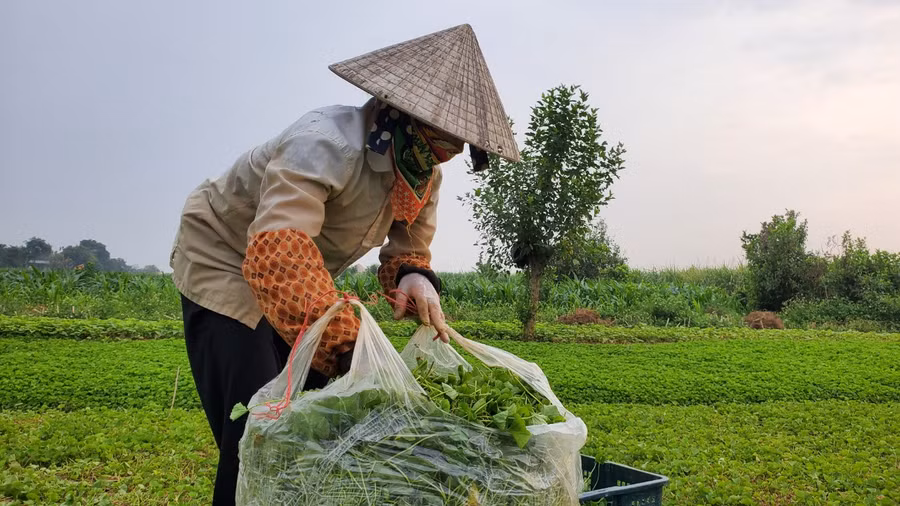 Nông dân còng lưng làm hàng tấn rau má nhập cho doanh nghiệp nhưng lại có nguy cơ bị 'bùng'. (Ảnh: NT).