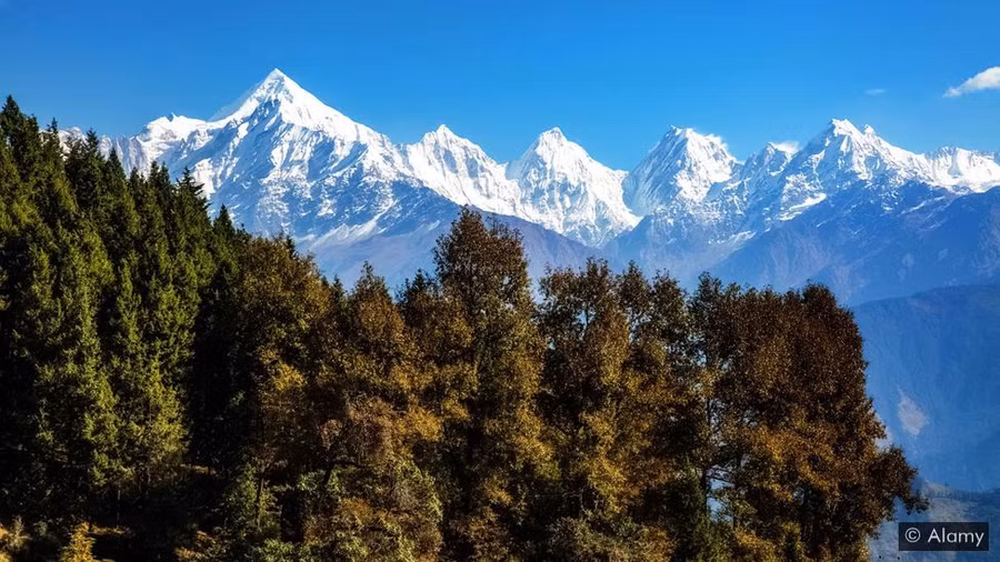 Rừng Uttarakhand cung cấp 1,3 triệu tấn lá thông khô mỗi năm.