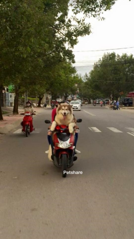 “Boss” ơi mình đi đâu thế? ảnh 21