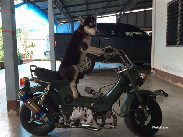 “Boss” ơi mình đi đâu thế? ảnh 3