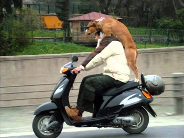 “Boss” ơi mình đi đâu thế? ảnh 24