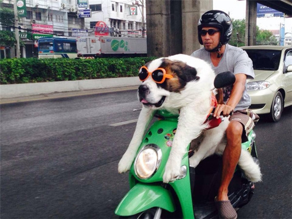 “Boss” ơi mình đi đâu thế? ảnh 4