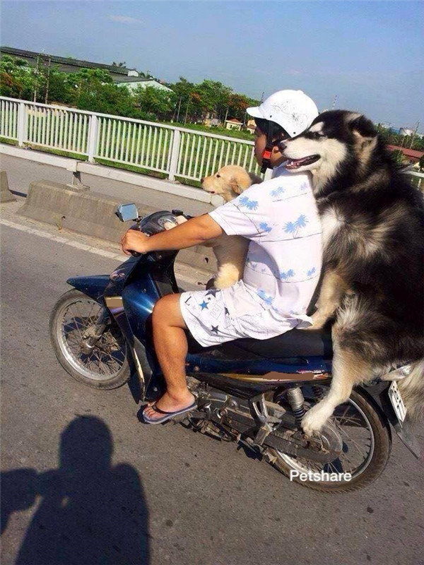 “Boss” ơi mình đi đâu thế? ảnh 7