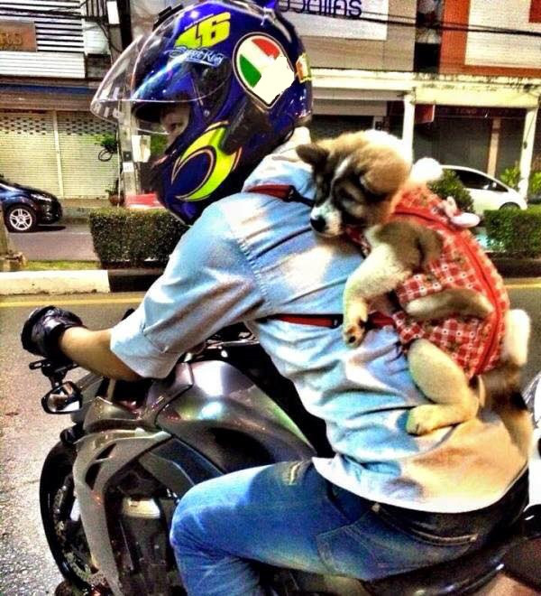 “Boss” ơi mình đi đâu thế? ảnh 23