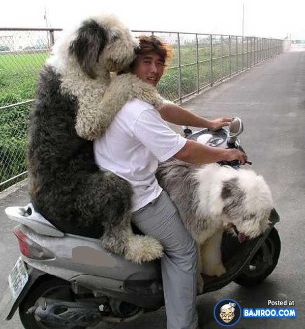 “Boss” ơi mình đi đâu thế? ảnh 15