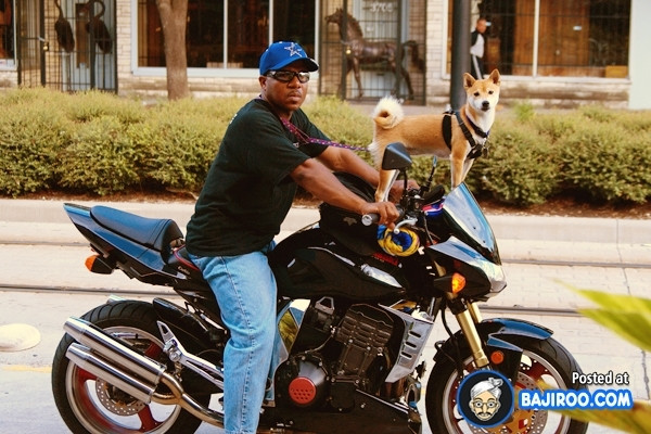 “Boss” ơi mình đi đâu thế? ảnh 12