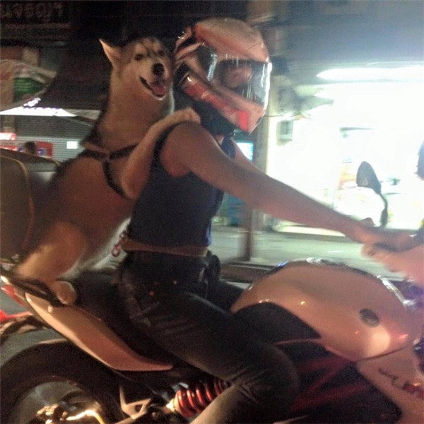 “Boss” ơi mình đi đâu thế? ảnh 9