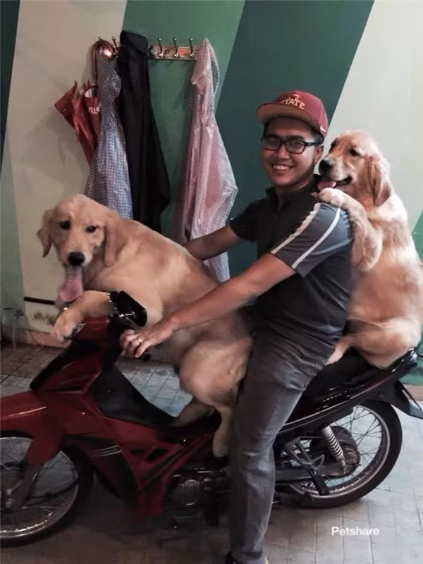 “Boss” ơi mình đi đâu thế? ảnh 5