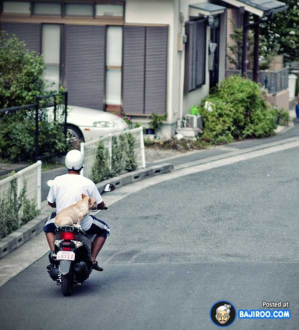 “Boss” ơi mình đi đâu thế? ảnh 16