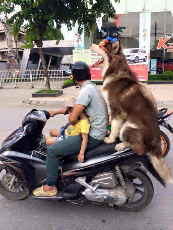 “Boss” ơi mình đi đâu thế? ảnh 8