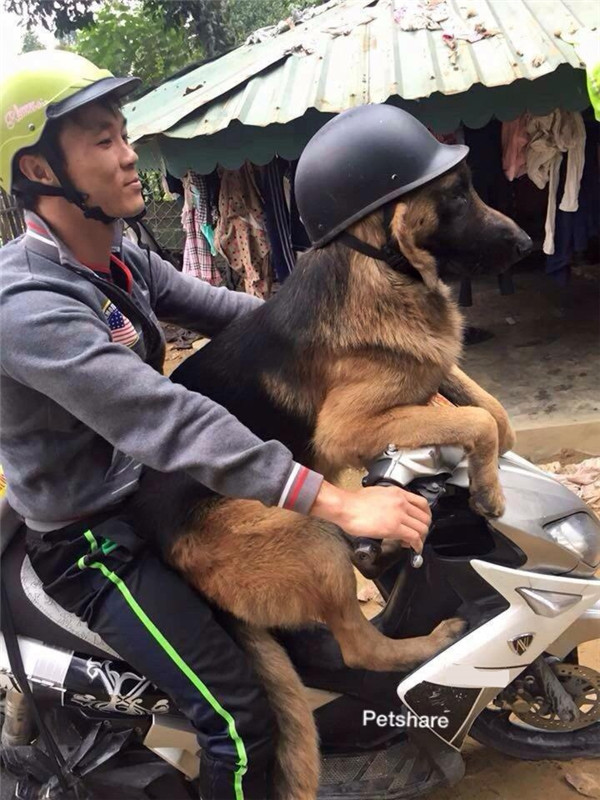 “Boss” ơi mình đi đâu thế? ảnh 2