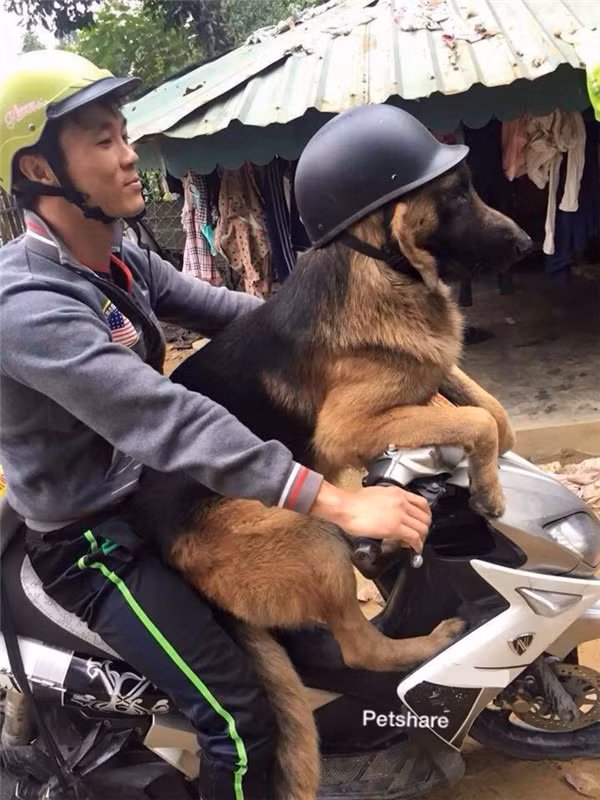 “Boss” ơi mình đi đâu thế? ảnh 2