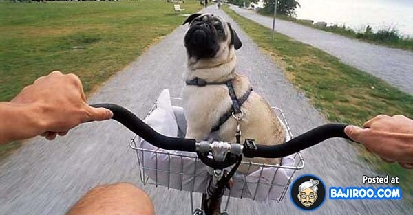 “Boss” ơi mình đi đâu thế? ảnh 17