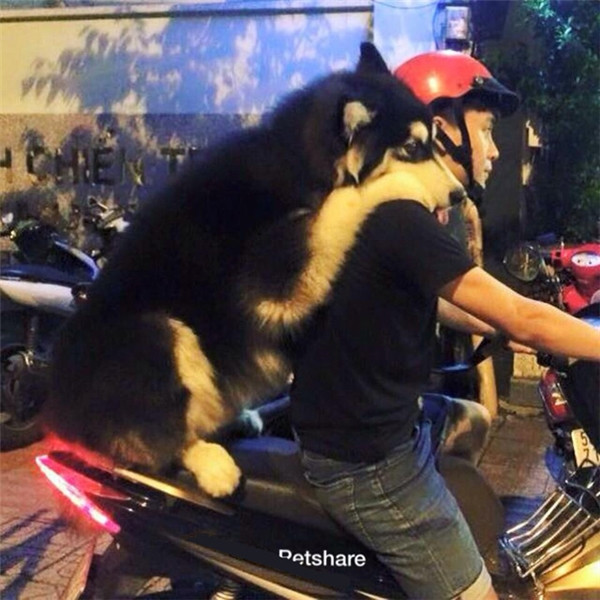 “Boss” ơi mình đi đâu thế? ảnh 25