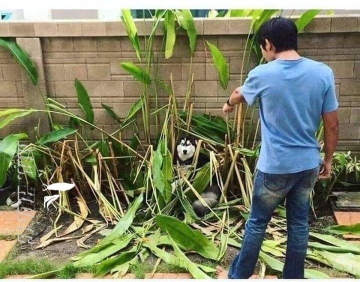 Đã nuôi tôi thì đừng trồng riềng, bất an lắm.