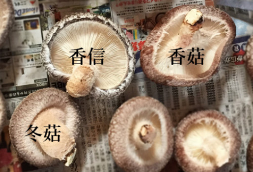 NấmShiitake Koko (trên bên phải), nấmShiitake Koshin (trên bên trái) và nấmShiitake Donko.
