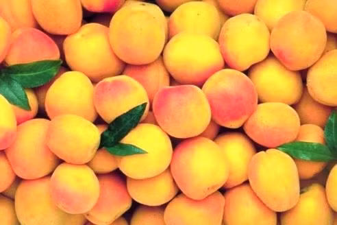 Cách làm mơ ngâm thơm ngon, thỏa cơn khát ngày hè ảnh 1