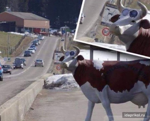 Bò lai ô tô. Bò lai ôtô.