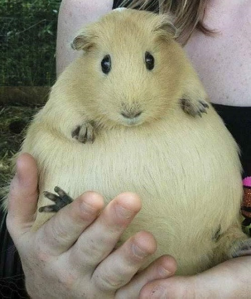 Vóc dáng hoàn hảo. Vóc dáng hoàn hảo.