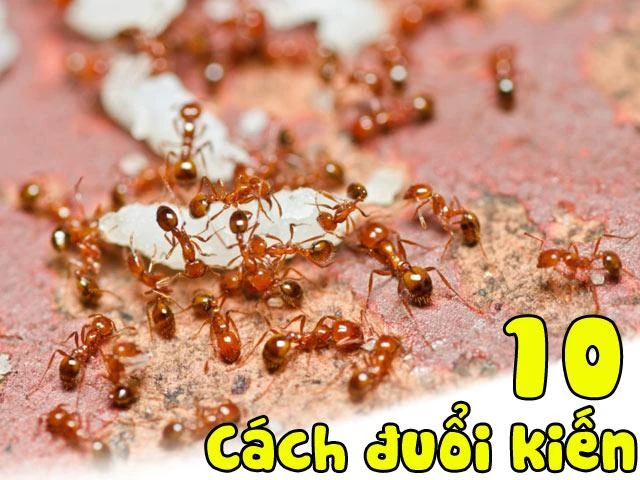 Chẳng cần xịt thuốc, vẫn có 10 cách đuổi kiến “sạch bách” khỏi nhà vừa nhanh vừa dễ