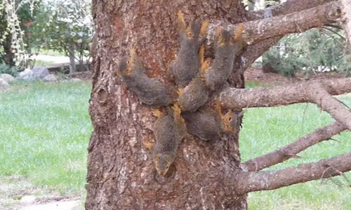 6 con sóc dính đuôi mắc kẹt trên cây